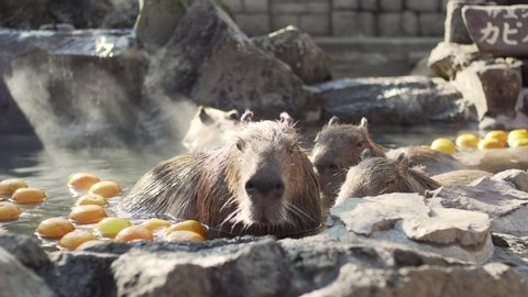 Closeup View Of Capybaras Bathing In The Hot Spring Water With Yuzu Fruits In Izu, Japan - Tele Shot