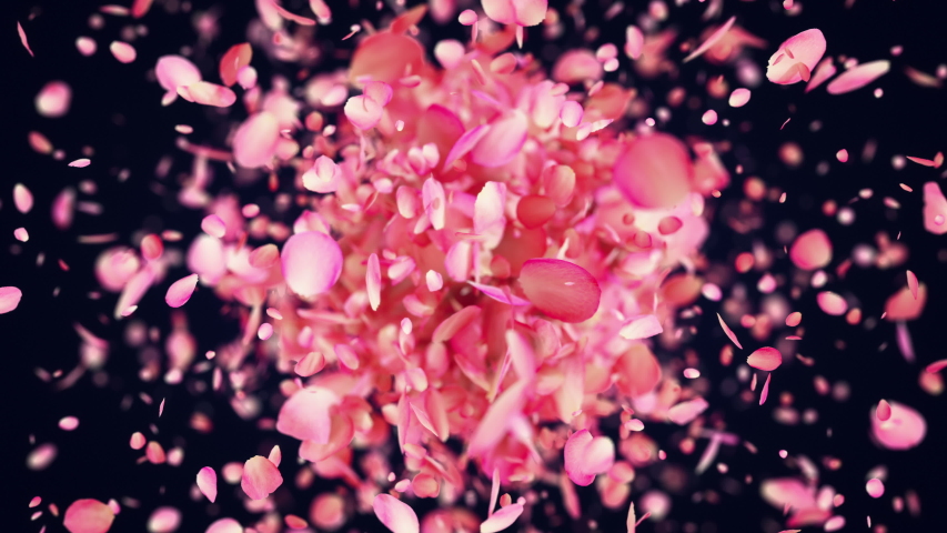 Pink Rose Petals exploding in 4K Royalty-Free Stock Footage #1050792625