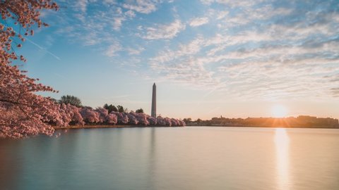 Cherry blossom flowers sunrise in washington with moving clouds timelapse