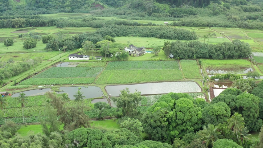 Farmland in Hawaii. Drone view over green fields and farm house between Taro Fields and Ponds. Farmers dream landscape