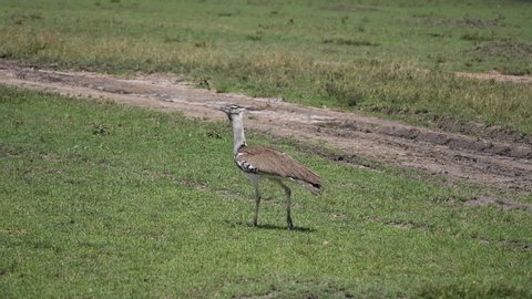 A kori bustard grazing and walking in the plains of Africa inside Masai mara National Reserve during a wildlife safari