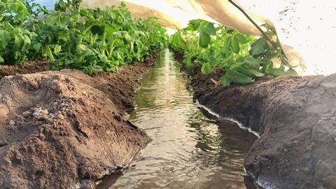 Irrigation canals are filled with flowing water. Watering a young potato plantation under agrofibre spunbond and a plastic membrane sheeting. Protecting plants from low temperatures in early spring.
