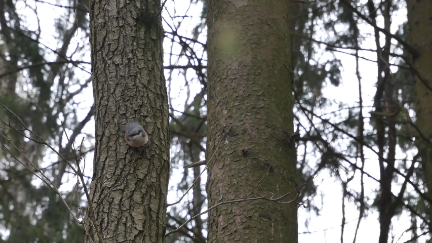 Nuthatch creeps on a pine tree.