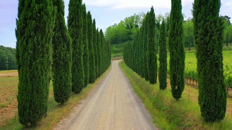Slow motion stabilized shot - Famous cypress trees row along Tuscany road by POV of car driver driving along countryside of Italy. Cypress tree defines signature of Tuscany for tourist visiting Italy.