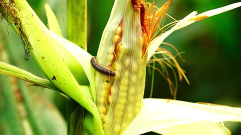 Fall armyworm can be one of the more difficult insect pests to control in field corn.