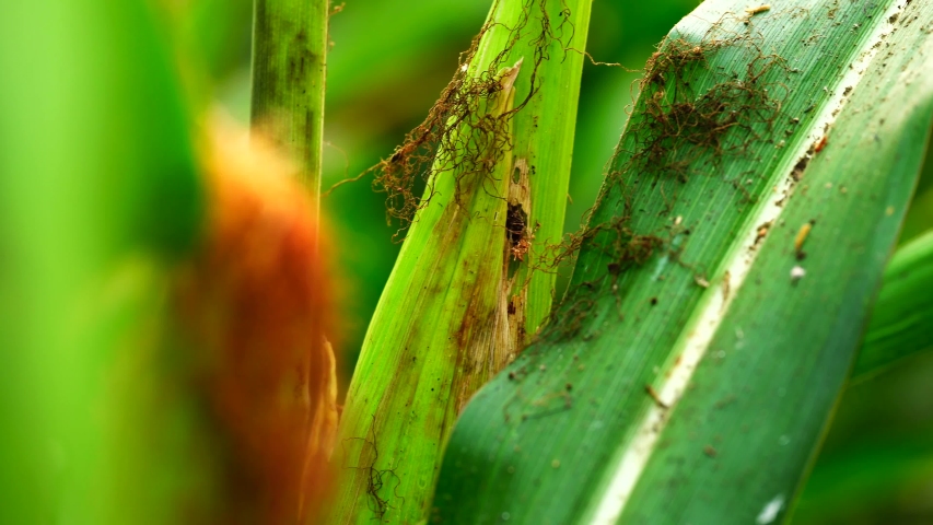 Fall armyworm can be one of the more difficult insect pests to control in field corn.
