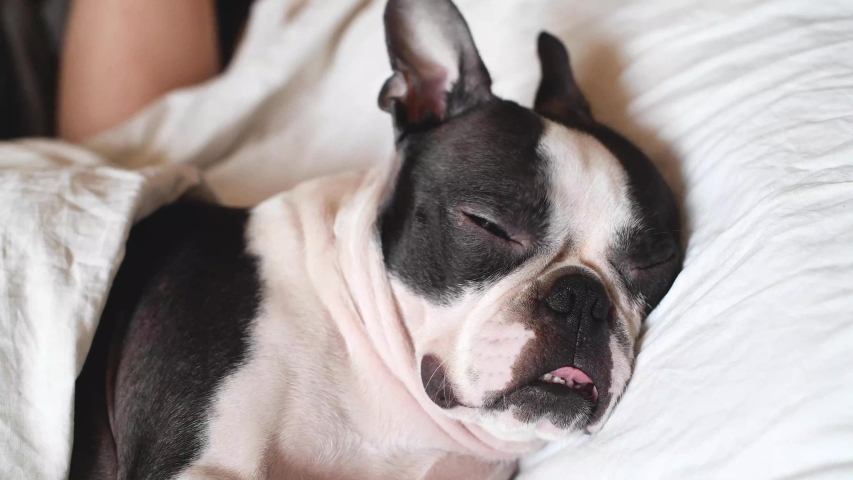 guilty boston terrier