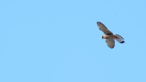 Common Kestrel in flight (falco tinnunculus) hovering in the sky looking down for food