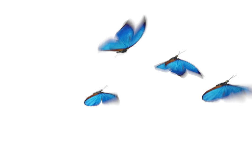 Flying Butterfly - Blue Swallowtail - Transparent Loop, Bugs