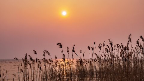 Sun rising from the sea spectacular landscape with  reeds and coastal plants in contrast back light 2