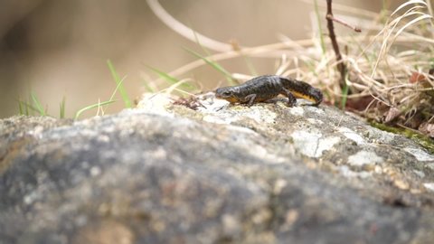 Crested Newt on stone - slowmotion