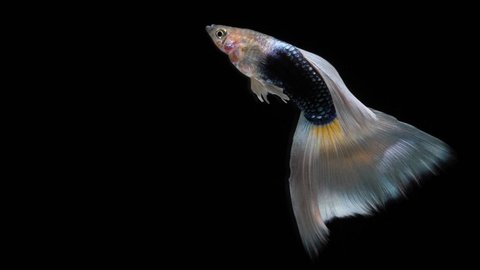 Beautiful guppy fish move in the water in a slow, swaying motion.