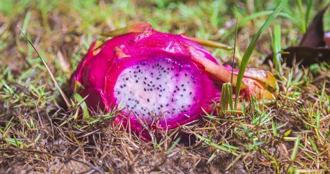 red dragon fruit in the grass in the backyard  overwhelmed by ants over night. Time lapse of a ants population who capture a half dragon fruit on the ground.  Half ripe papaya fruit with black seeds
