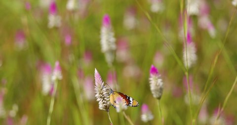 Common Tiger butterfly sits pollinating a pink white flower in a array of colours of pink,white green and brown in a meadow in Central India
