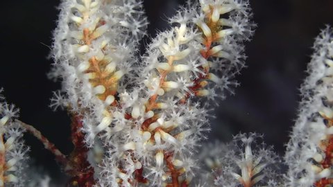 Macro shot of the polyps on a snowflake coral colony, Carijoa riisei.  The invasive soft coral sways with the movement of the clear tropical ocean.