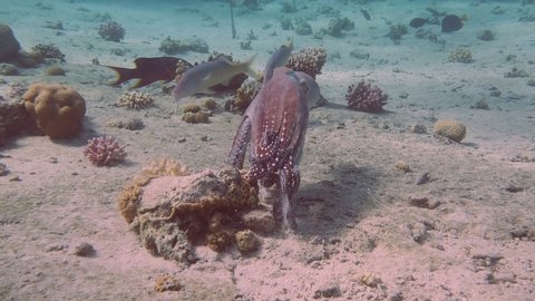 reef octopus on coral. 4k