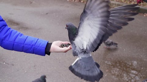 Wild birds on the street. A pigeon drives another pigeon away to eat seeds from the girl hand