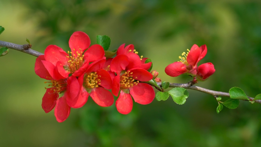 Flowering Japanese quince (Chaenomeles japonica), twig with blossoms in Springtime, Bavaria, Germany, Europe Royalty-Free Stock Footage #1050859831