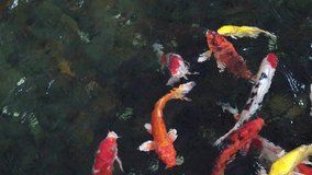 Colorful fancy carp fish, koi fish, Fish Japanese swimming (Cyprinus carpio) beautiful color variations natural organic. Slow motion video