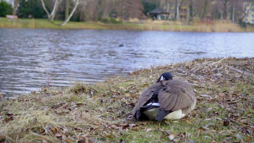 Close Up: Tired wild Canada goose sleeping and resting in nature on grass near quiet calm water pond on sunny fall day