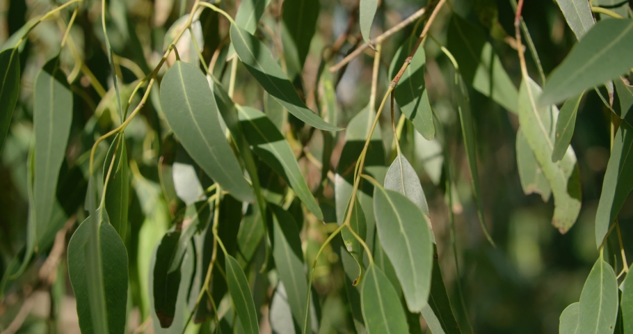 A close up of a gum tree eucalyptus | Shutterstock HD Video #1050871456