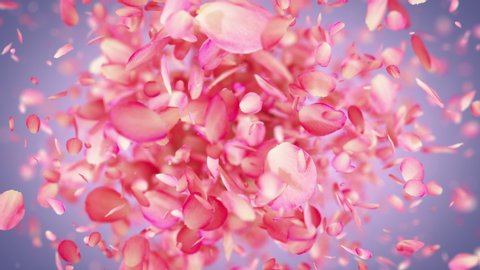 Pink Rose Petals exploding in 4K