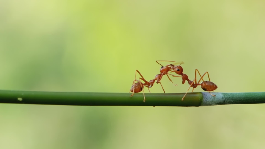Two ants tentacles exchange information on green branch. Communication of forest ants. Love concept. Royalty-Free Stock Footage #1050885001