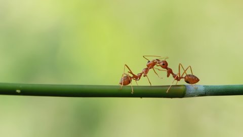 Two ants tentacles exchange information on green branch. Communication of forest ants. Love concept.