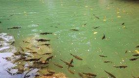 Shoal of fish (doctor fish or red garra, nibble fish) swimming in clear waterfall water in green forest. 4K video clip