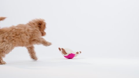 Cute little cockapoo puppy playing with toy in studio isolated on white background shot in 4k super slow motion