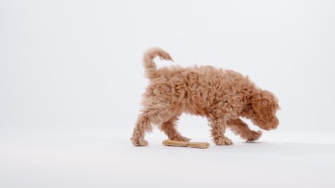 Cute little cockapoo puppy searching and sniffing bone in studio isolated on white background shot in 4k