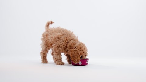 Cute little cockapoo puppy eating in studio isolated on white background shot in 4k