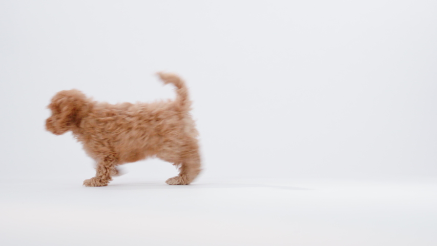 Cute little cockapoo puppy walking through the picture in studio isolated on white background shot in 4k super slow motion | Shutterstock HD Video #1050888580