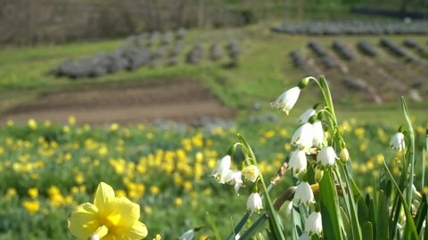Lily of the valley and daffodil flower garden