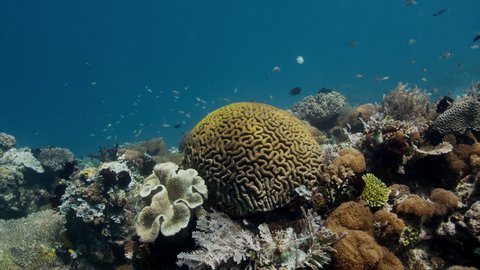 Shot over an intact coral reef with hard corals,a shoal of Goldbanded Fusilier, Caesio caerulaureah and brain corals, Raja Ampat, Indonesia, slow motion