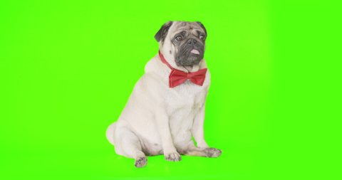 Personable cute pug dog dressed red bow tie. Funny tilting head. Green screen