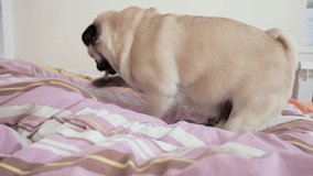 Playful naughty pug scratching, clawing, digging a blanket playing on the bed. Spoil blanket. Funny active playing. Home video
