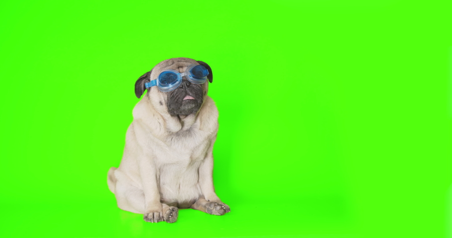 Cute funny pug dog in swimming glasses. Green screen