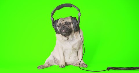 Funny cute pug dog feeling good listening to music with big headphones and swinging head. Enjoy. Comic, fun animal concept. Audio book. Green screen