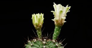 White Colorful Flower Timelapse of Blooming Cactus Opening / 4k fast motion time lapse of a blooming cactus flower.