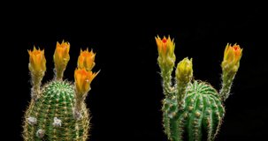 Lobivia Colorful Flower Timelapse of Blooming Cactus Opening / 4k fast motion time lapse of a blooming cactus flower.