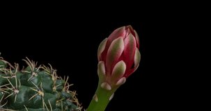 Red Gymnocalycium Colorful Flower Timelapse of Blooming Cactus Opening / 4k fast motion time lapse of a blooming cactus flower.