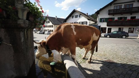 Garmisch-Partenkirchen, Bavaria, Germany - July 30, 2018: Dairy cows walk through town at 5 pm to get to their farmers' home after grazing in the Alpine fields all day at the Wank mountain.