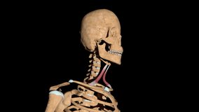 This video shows the omohyoid muscles on skeleton Luma Matte