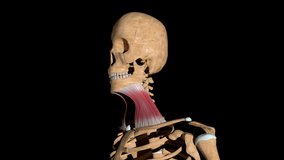 This video shows the platysma muscles on skeleton Luma Matte