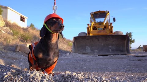 proud Dachshund dog, black and tan, in an orange construction vest and helmet standing against a yellow bulldozer at a construction site.