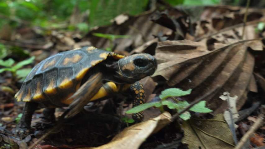 Yellow-footed tortoise (Chelonoidis denticulata) A tiny juvenile, hatched a couple of months ago walking through the leaf litter in the rainforest, Orellana province, Ecuador | Shutterstock HD Video #1050917275