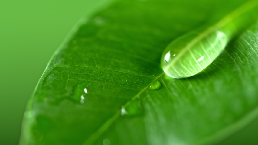 Super Slow Motion Shot of Water Drop Flows Down on a Leaf at 1000fps.