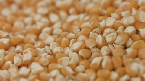 Macro shot of corn seed. Camera pans right. (HD)