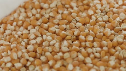 Close up of corn seed in a bulk bag, pan right. (HD)